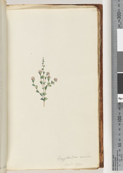 Cryptandra amara. Kleine blad Cryptandra door Unknown artist