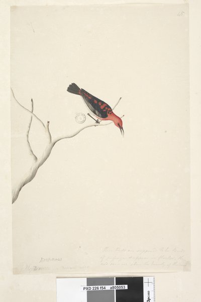Pagina 54. Drepanis. onder titel in andere hand September. Natuurlijke grootte rechtsonder in derde hand Deze vogels worden verondersteld trekvogels te zijn en verschijnen in zwermen, het rood toont niet de schoonheid van de vogel. Scharlaken Honingeter My door Unknown artist