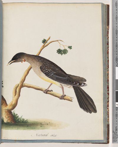 Pagina 55. Rode Wattlebird. Merops carunculatus door Unknown artist