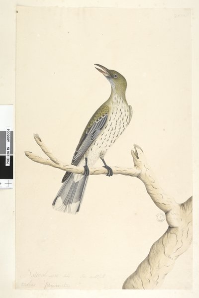 Pagina 5. Oriolus mimetis. Natuurlijke grootte. Juli, iris twijfelachtig Olijf, Rug Oriole Oriolus sagittatus door Unknown artist