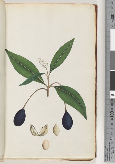 Ongeïdentificeerde plant door Unknown artist