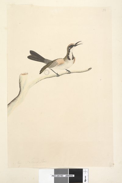 Pagina 63. Mei. Natuurlijke grootte Tawny Crowned Honingeter Phylidonyris melanops, 1791-92 door Unknown artist