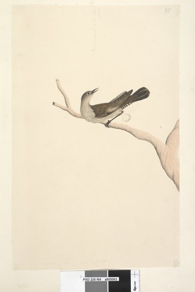 Pagina 64. Natuurlijke grootte. Iris twijfelachtig. Iris verondersteld stro kleurig te zijn Bruine Boomkruiper Climacteris picumnus, 1791-92 door Unknown artist