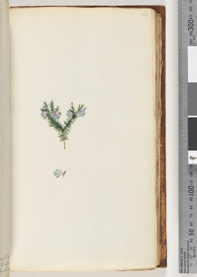 Pagina 64. Onbekende plant door Unknown artist