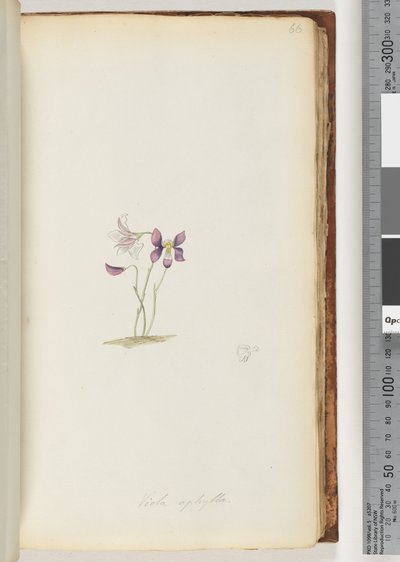 Pagina 66. Viola aphylla / Wilde viooltje door Unknown artist