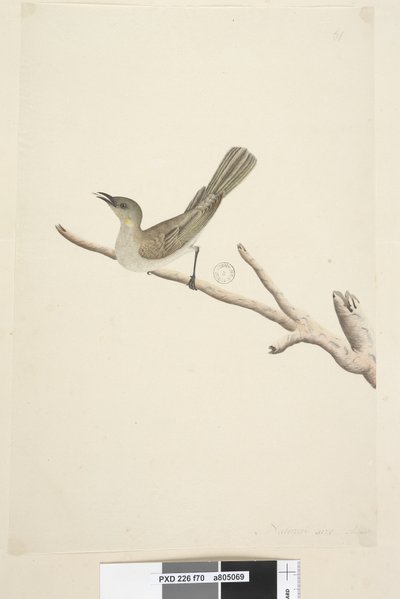 Pagina 70. Natuurlijke grootte. Augustus Fuscous Honingeter Lichenostomus fuscus, 1791-92 door Unknown artist