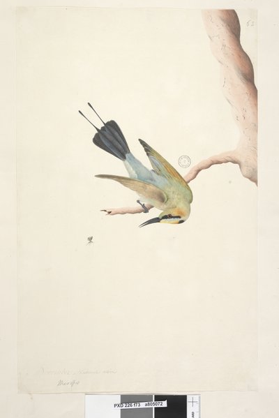 Pagina 73. Merops. boven titel in andere hand November. Natuurlijke grootte Regenboogvogel Merops ornatus, 1791-92 door Unknown artist
