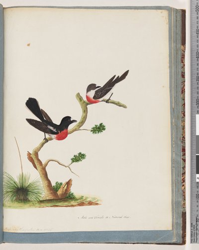 Pagina 73. Scharlaken Roodborstjes door Unknown artist