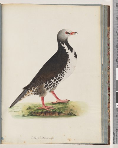 Pagina 76. Onbekende vogel door Unknown artist