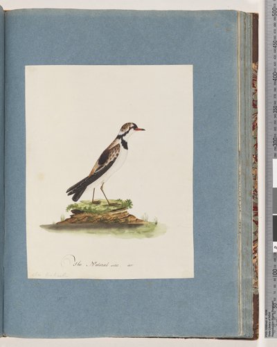 Pagina 79. Zwartvoorhoofdplevier. Charadrius Hiaticula door Unknown artist