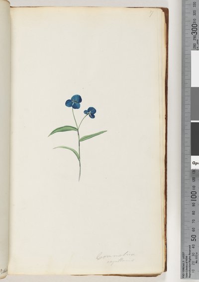 Commelina capillaris door Unknown artist