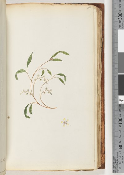 Ongeïdentificeerde plant door Unknown artist