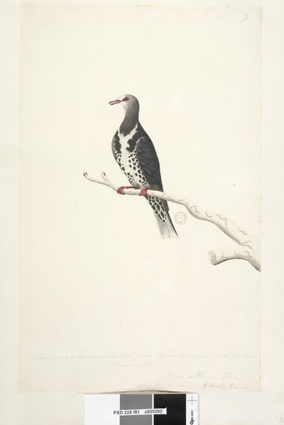 Pagina 81. Wunga, Wungee Duif. Getekend op schaal 1/2 van de natuurlijke grootte. Twee van deze duiven werden nu voor het eerst gezien december 1791.... vergelijkbaar met... Wonga Duif Leucosarcia melanoleuca, 1791-92 door Unknown artist