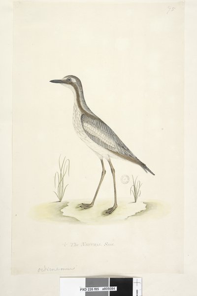 Pagina 85. Oedicnemus. onderaan in andere hand 1/2 van de natuurlijke grootte Zuidelijke Steen, Griel Burhinus magnirostris, 1791-92 door Unknown artist