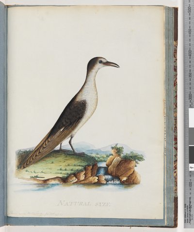 Roetstern. Sterna novae Hollandae. Nieuwe Hollandse Stern door Unknown artist