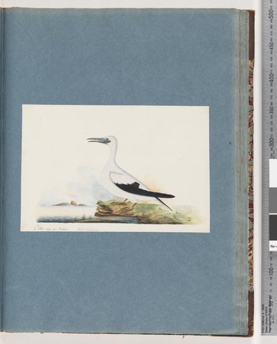 Pagina 91. Onbekende vogel. Pel. borssanus door Unknown artist