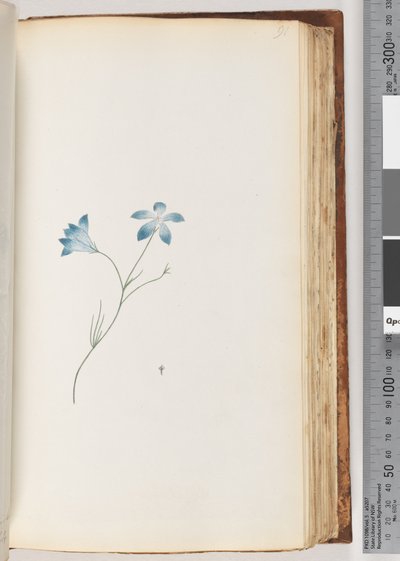 Pagina 91. Onbekende plant door Unknown artist