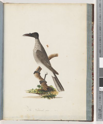 Pagina 95. Noisy Friarbird. Knob-fronted Honeyeater door Unknown artist