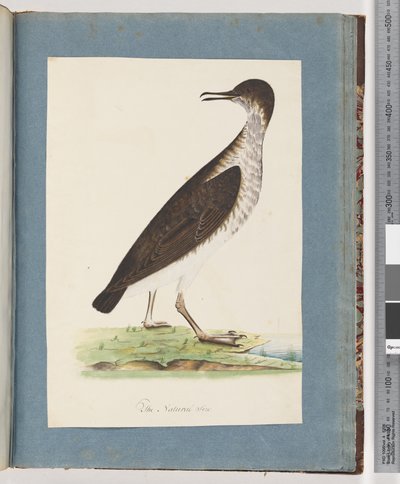 Pagina 96. Onbekende Vogel door Unknown artist