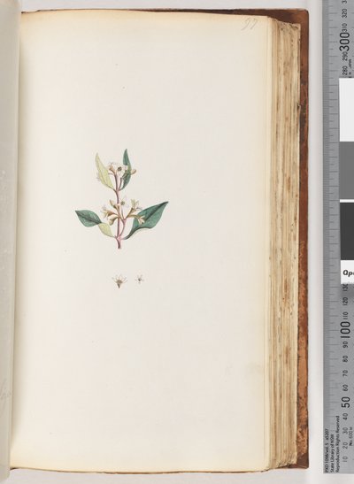 Pagina 97. Onbekende plant door Unknown artist