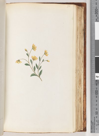 Pagina 98. Onbekende plant door Unknown artist