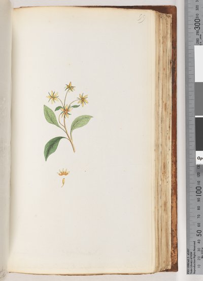 Ongeïdentificeerde plant door Unknown artist
