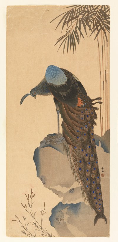 Pauw door Unknown artist