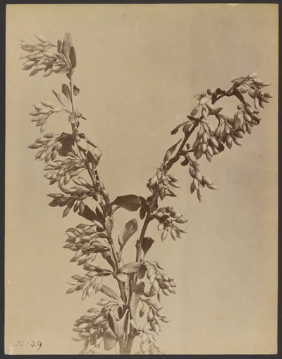 [Plant met trossen peulen] door Unknown artist