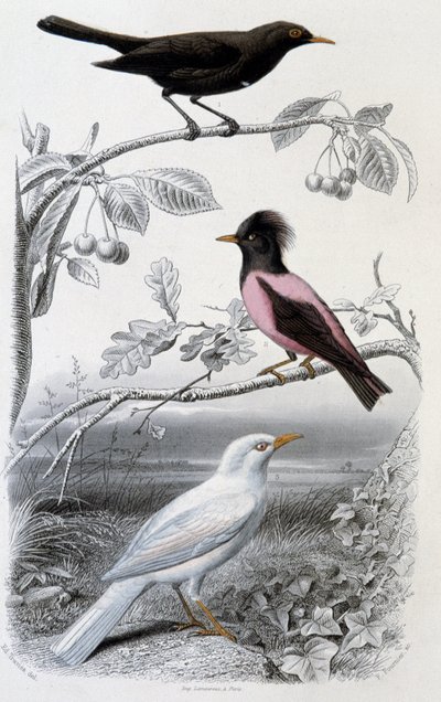 Platen van natuurlijke historie: Merel, witte merel en roze merel - in 