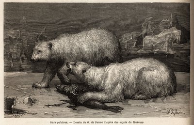 IJsberen op het pakijs, slaan een zeehond die ze net hebben gevangen. Gravure ter illustratie van de reis naar de vrije zee van de Noordpool, door dokter Hayes, chirurg van de Amerikaanse marine, in 1860-1862, gepubliceerd in 