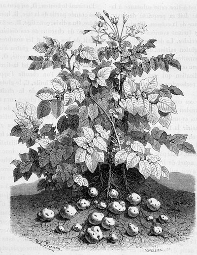 Aardappel en zetmeelhoudende knollen van zijn wortels - Vijgenboom door Unknown artist
