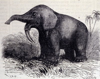 Prehistorie: representatie van een Dinotherium, soort pachyderm door Unknown artist