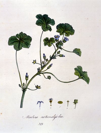 Viooltje: kruid waarvan de infusie een kalmerend effect heeft. door Unknown artist