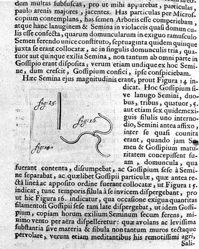 Voorstelling van een vruchtboomzaad. Beschrijving gemaakt door de Nederlandse handelaar en wetenschapper Antoine van Leeuwenhoek (of Leeuvenhoek Leeuwenhoeck) (of Antoni of Anthonie) (1632-1723). Gravure uit 