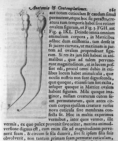 Weergave van hondenspermatozoïden. Beschrijving door de Nederlandse handelaar en wetenschapper Antoine van Leeuwenhoek (1632-1723). Gravure uit 