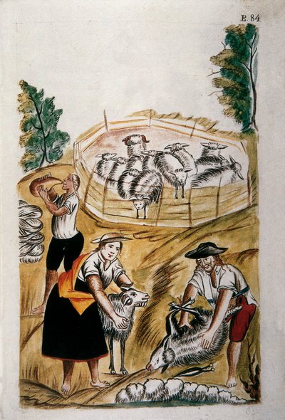 Schapenscheren, uit het boek 