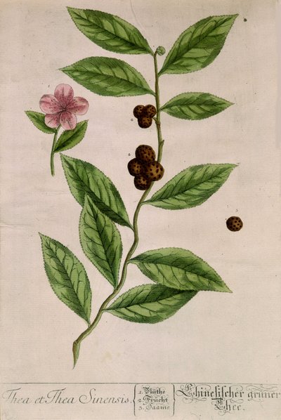 Sinensis theeplant - botanische plaat door Unknown artist
