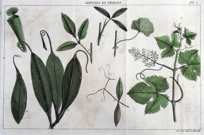 Stipules en ranken: in 