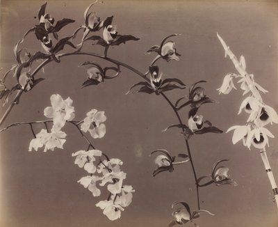 Studie van Orchideeën door Unknown artist