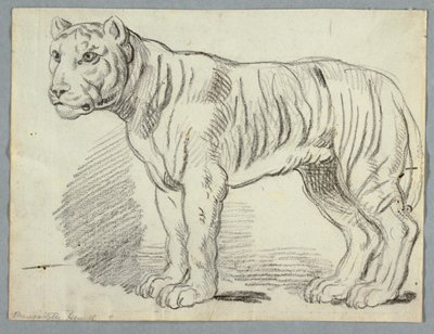 Studie van een Tijger door Unknown artist