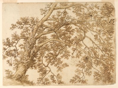 Studie van een boom door Unknown artist