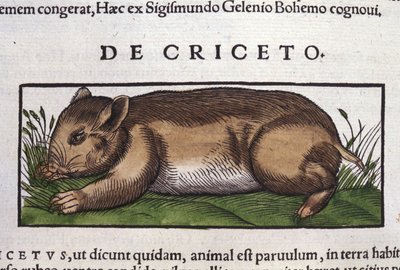 De hamster in Historia Animalium door Conrad Gesner (1516 - 1565), Tiguri door Unknown artist