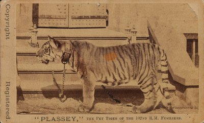 Plassey, de huisdier tijger van de Royal Madras Fusiliers door Unknown photographer