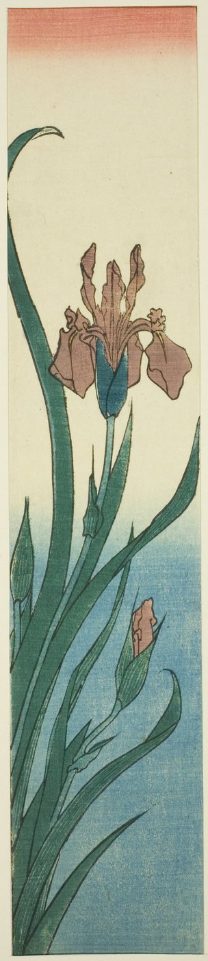 Iris door Utagawa Hiroshige