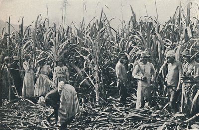 Een suikerrietplantage, 1916 door Valentine and Sons Ltd