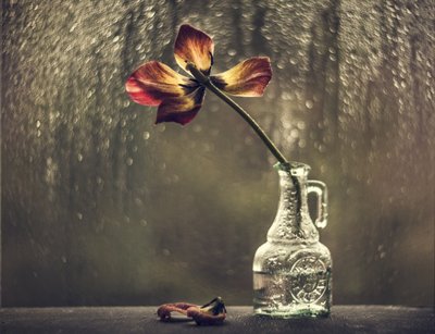 Verwelkte tulp, regenachtig raam door Valeriya Tikhonova