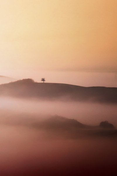 Lone Tree Golden Mist door Vanja Tajnsek