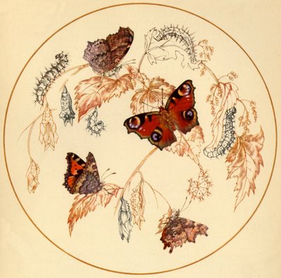 Pauw, kleine vos en komma vlinders, ca. 1930s, 1945 door Vere Temple
