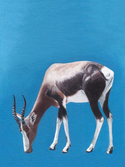 Een Afrikaanse blesbok aan het grazen door Viccy Wanliss