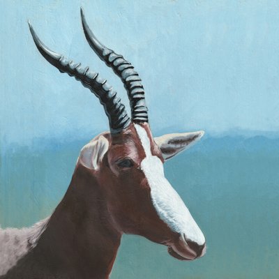 Portret van een Afrikaanse blesbok door Viccy Wanliss